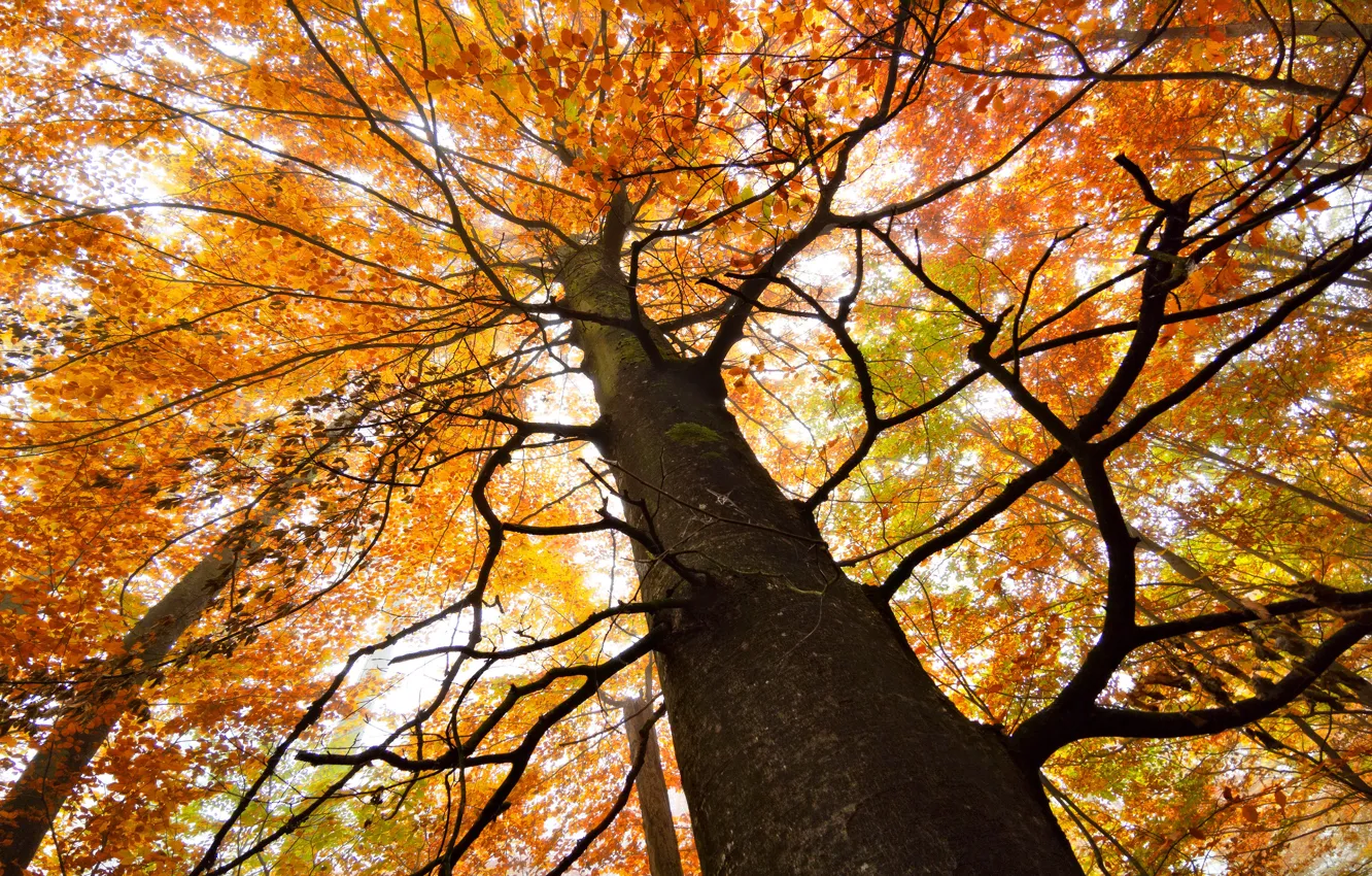Фото обои осень, листья, ветки, дерево, ветви, листва, ствол, ракурс