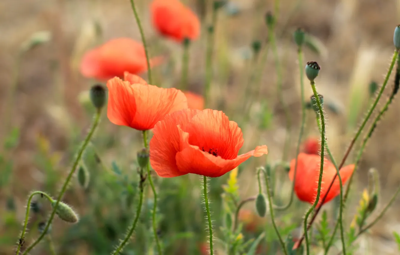Фото обои red, flower, field, poppy, meadow, blooming