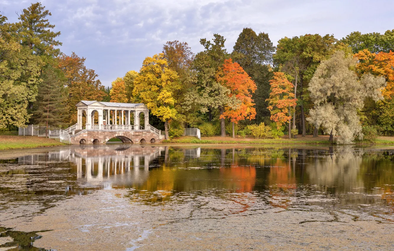 Фото обои осень, пруд, парк, Россия, роща, Russia, Autumn, Pond