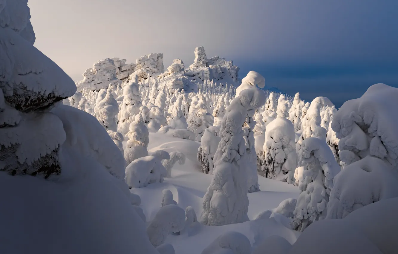 Фото обои зима, снег, деревья, пейзаж, природа, камни, ели, Сергей Межин