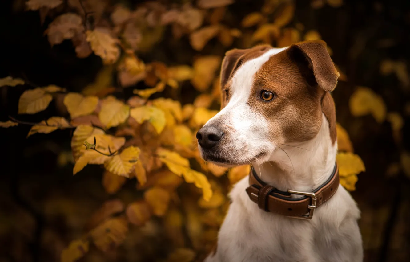 Фото обои осень, взгляд, морда, листья, ветки, портрет, собака, ошейник
