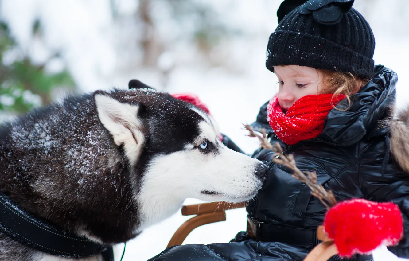 Фото обои зима, собака, девочка, ребёнок, хаски