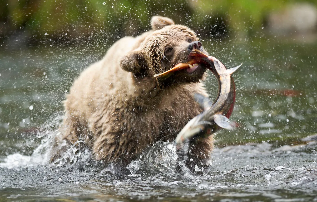 Фото обои капли, брызги, рыба, медведь, мишка, бурый медведь, сша, аляска