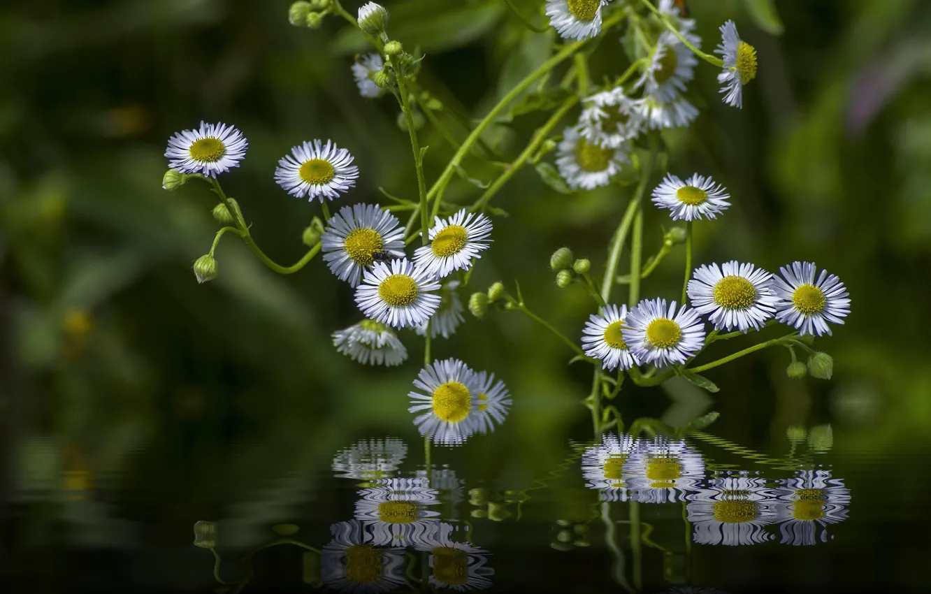 Фото обои вода, свет, цветы, отражение, фотошоп, белые, зеленый фон, боке