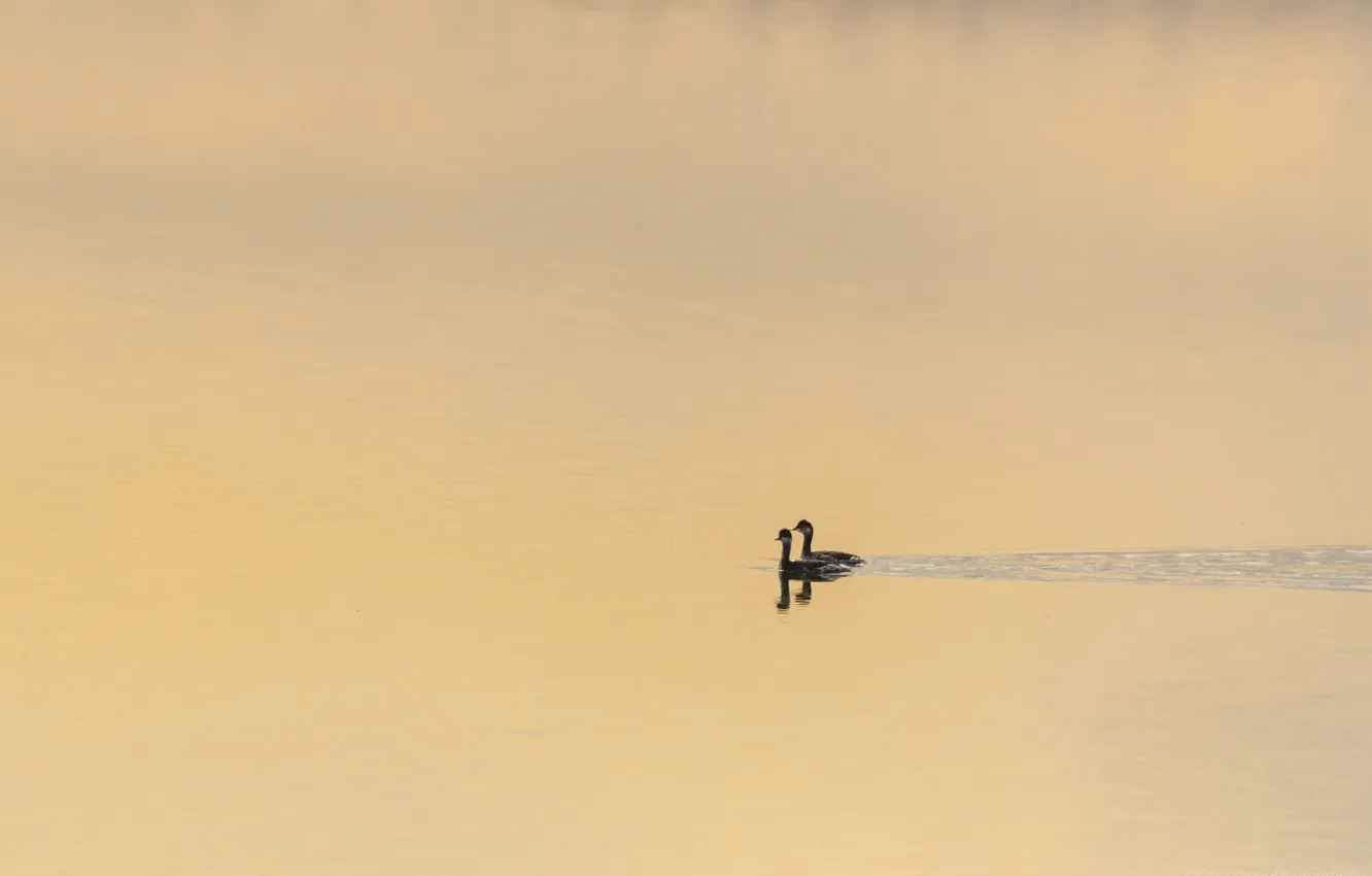 Фото обои природа, озеро, утки