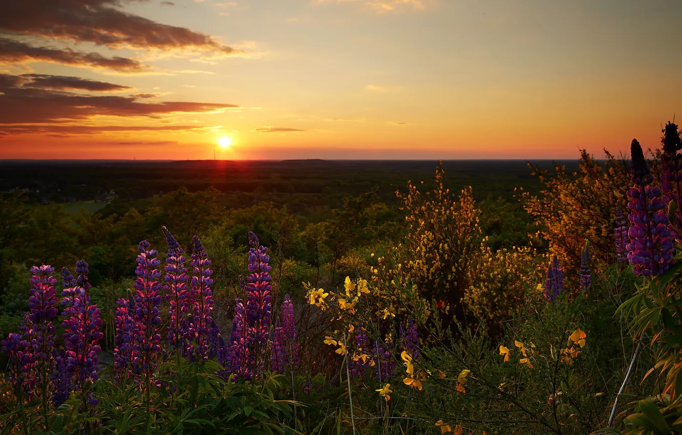 Фото обои поле, солнце, закат, цветы, природа, вечер, Россия