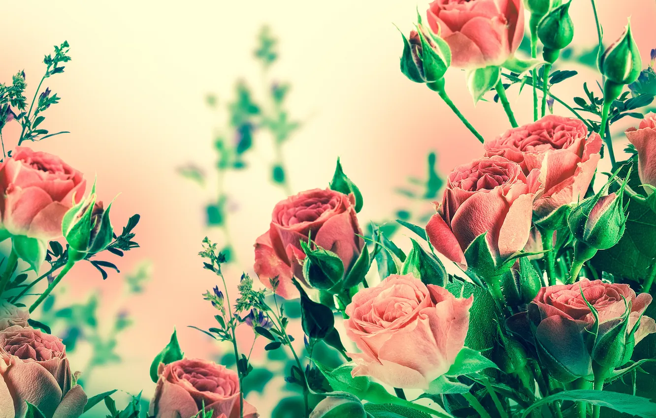 Фото обои цветы, розы, бутоны