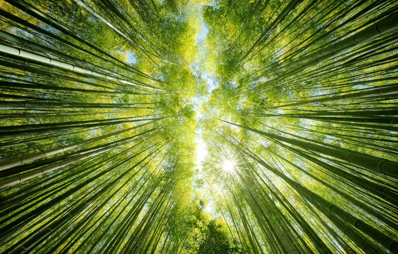 Фото обои лес, небо, солнце, природа, вверх, бамбук