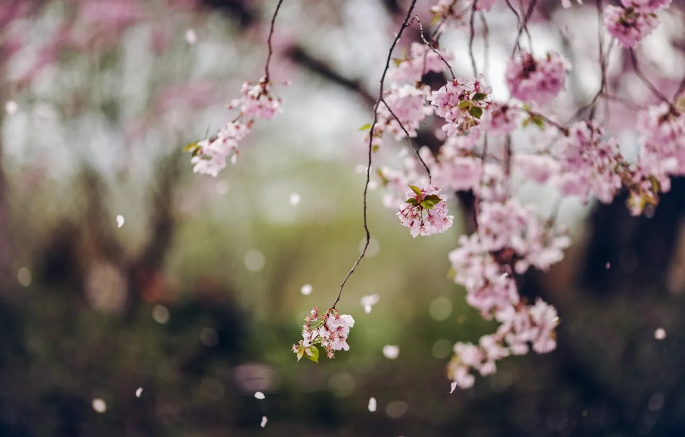 Фото обои цветы, весна, лепестки, Деревья, цветение
