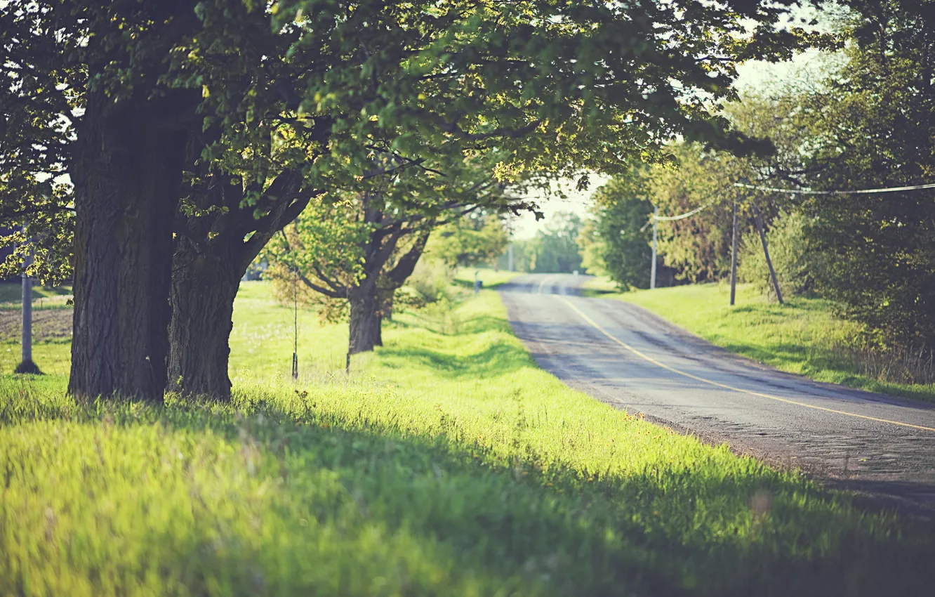 Фото обои дорога, зелень, трава, деревья, настроение, листва