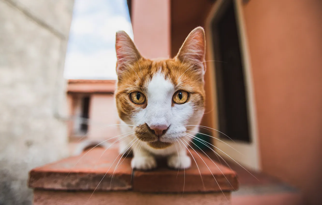 Фото обои кошка, кот, взгляд, морда, скамейка, дом, фон, улица