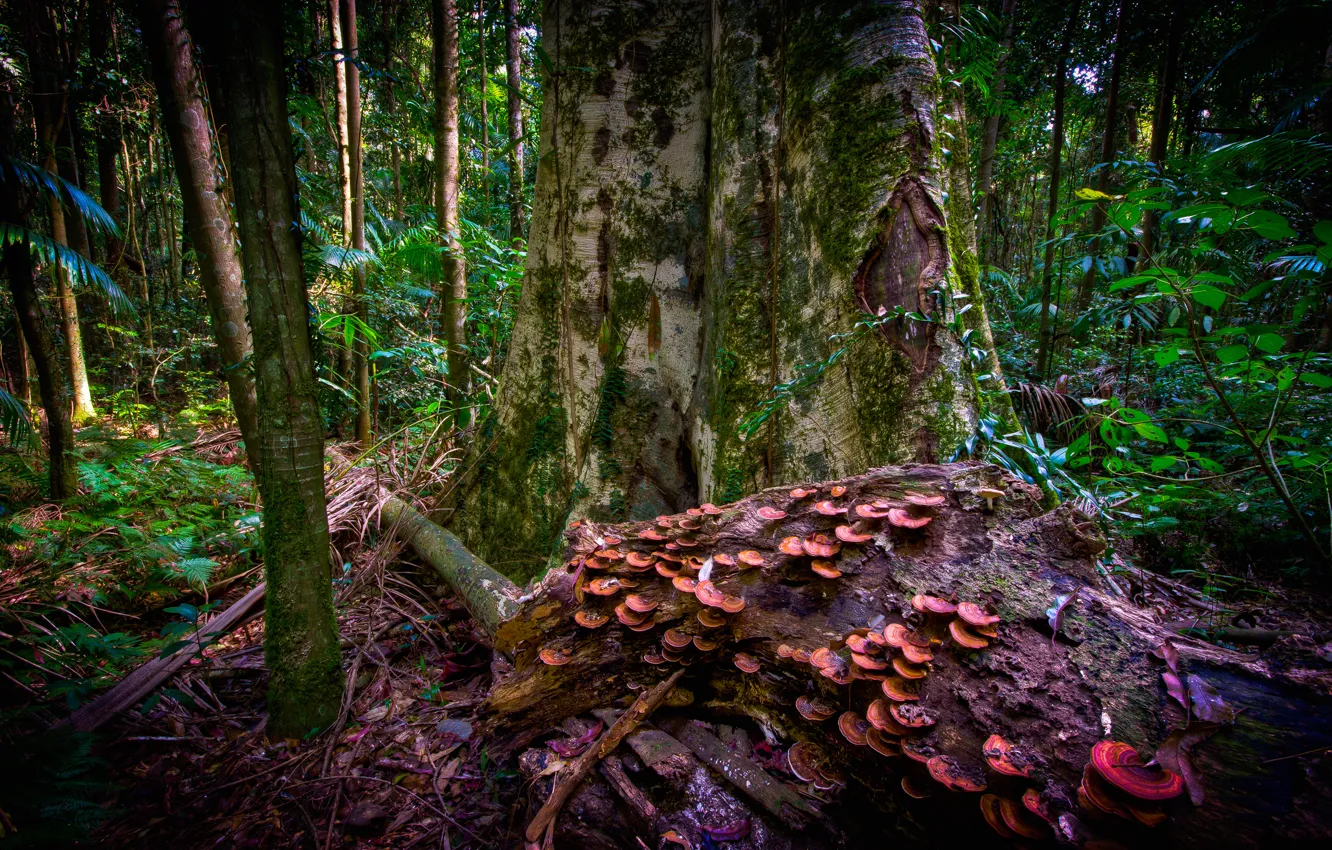 Фото обои лес, дерево, заросли, грибы, ствол
