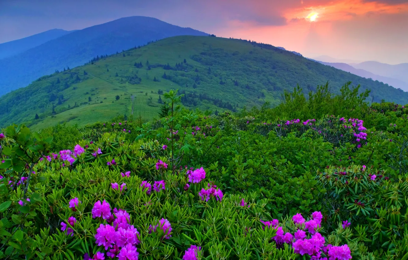 Фото обои небо, трава, деревья, пейзаж, закат, цветы, горы, природа
