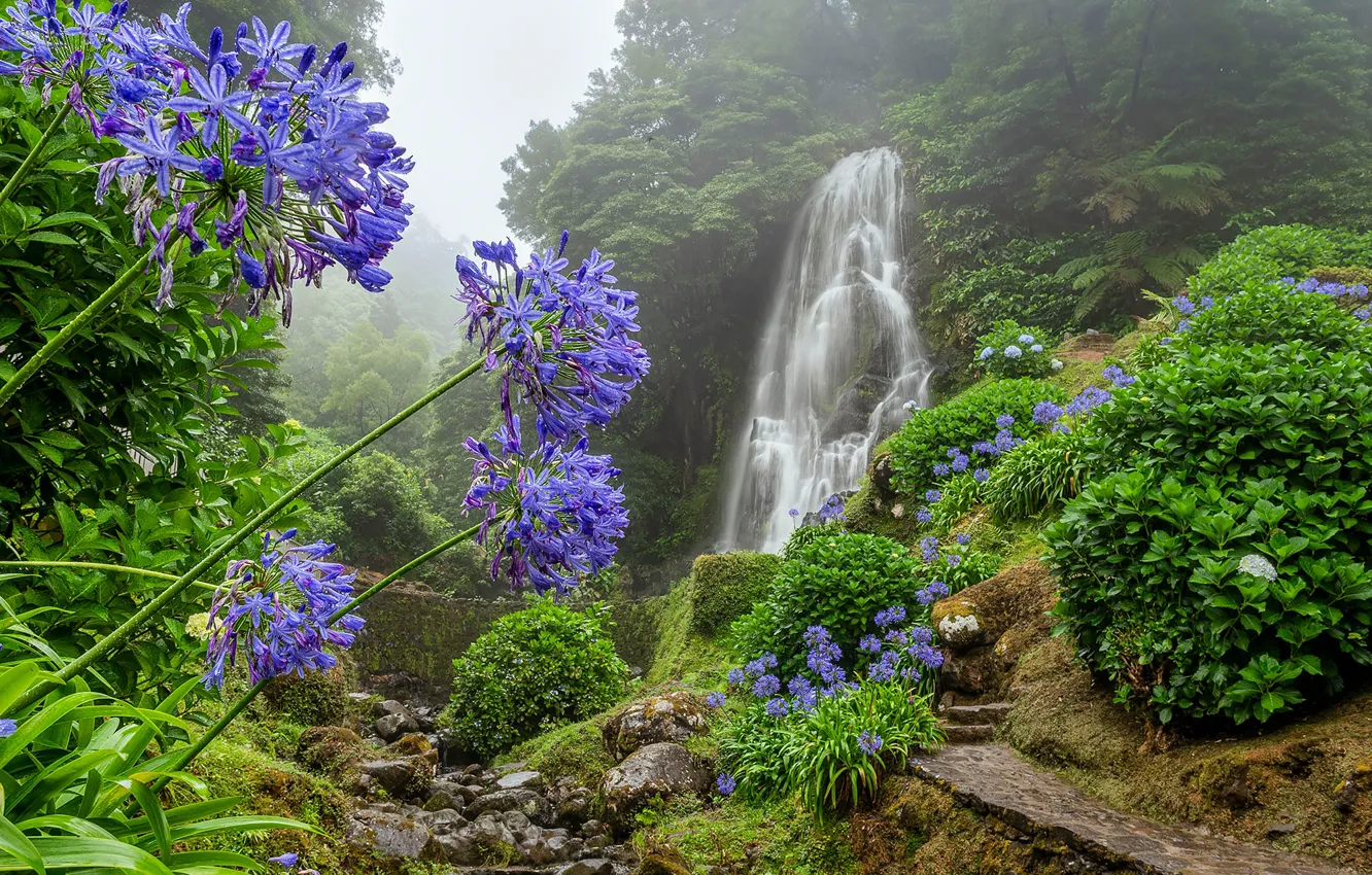 Фото обои лес, цветы, ручей, водопад, Португалия, каскад, тропинка, Portugal