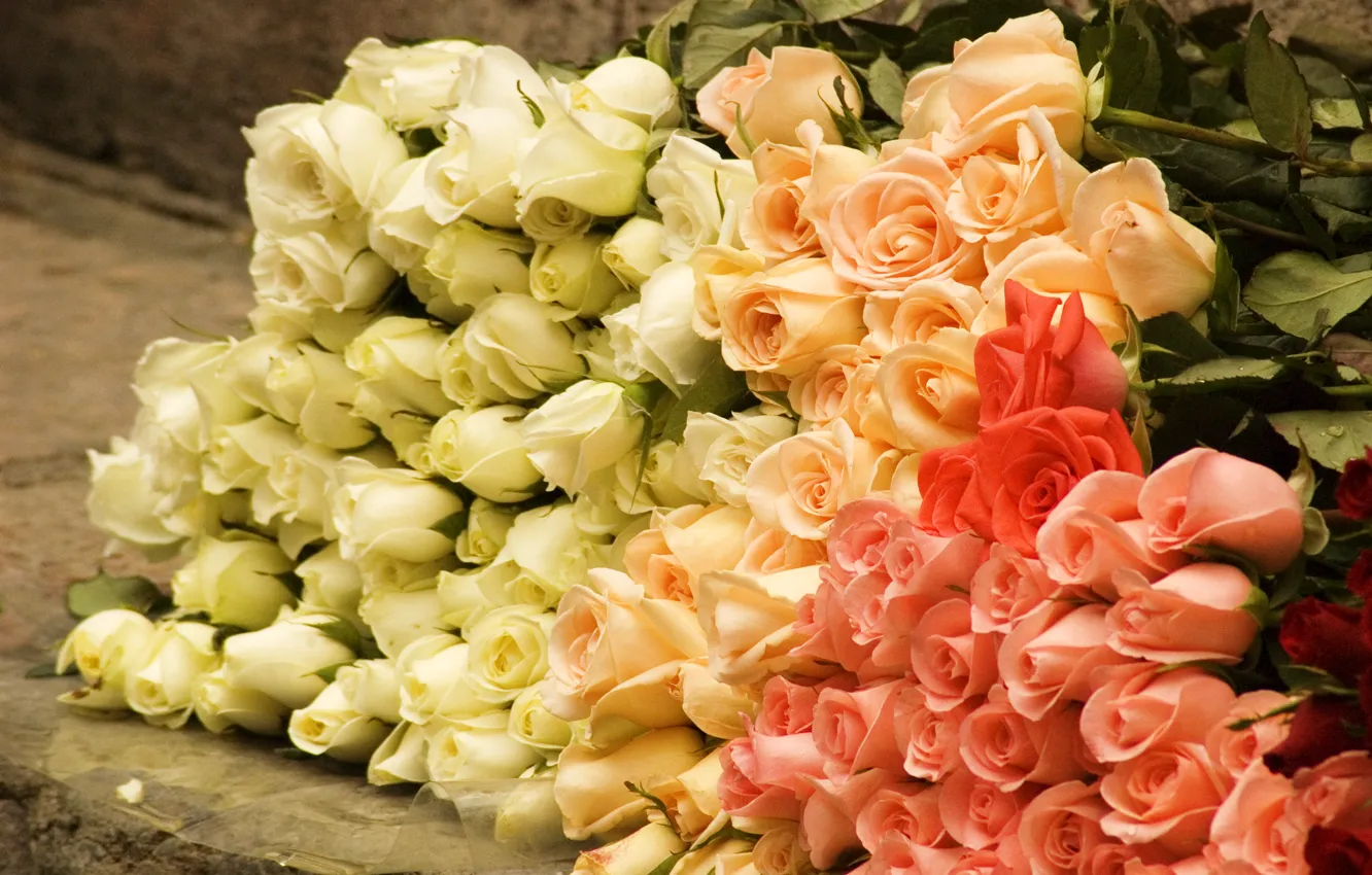 Фото обои цветы, розы, букет, rose, бутоны