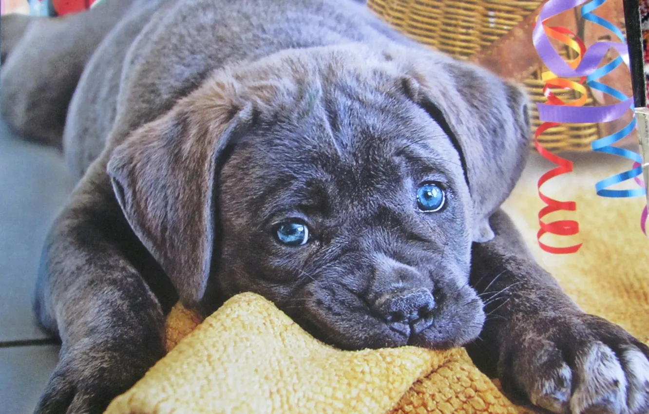 Фото обои глаза, голубые, щенок, уши
