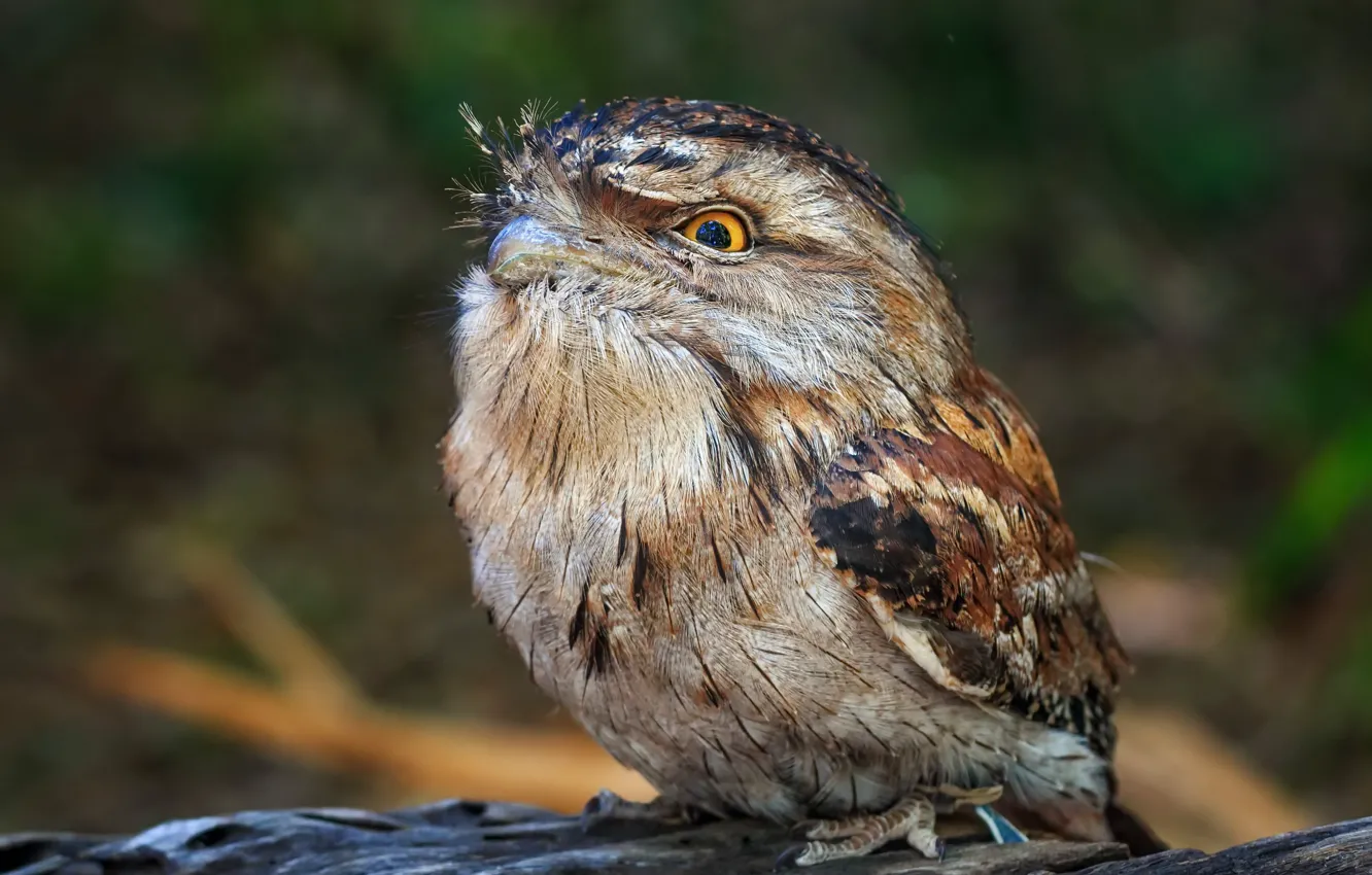 Фото обои природа, птица, Tawny Frogmouth, Дымчатый лягушкорот