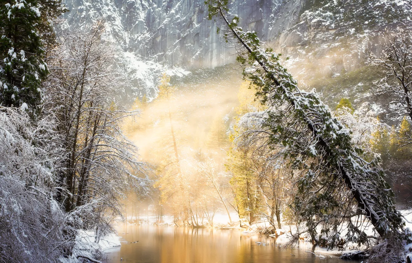 Фото обои зима, лес, свет, деревья, природа, туман, река, фото