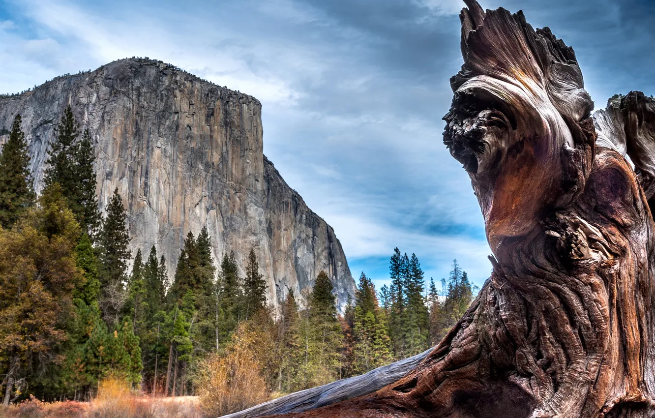 Фото обои деревья, скалы, Калифорния, США, коряга, Йосемити, крупным планом, Yosemite National Park