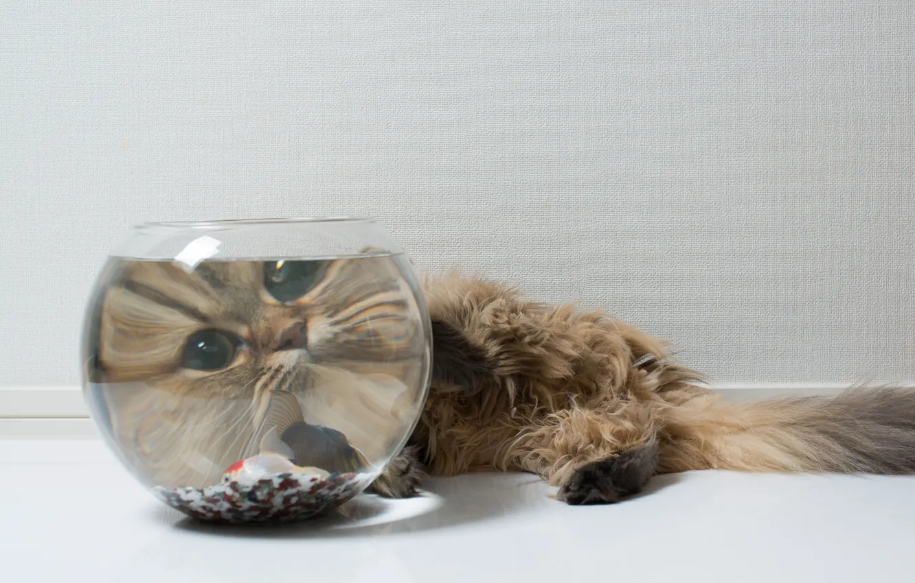 Фото обои кошка, морда, аквариум, рыбка, Daisy, Ben Torode, Benjamin Torode