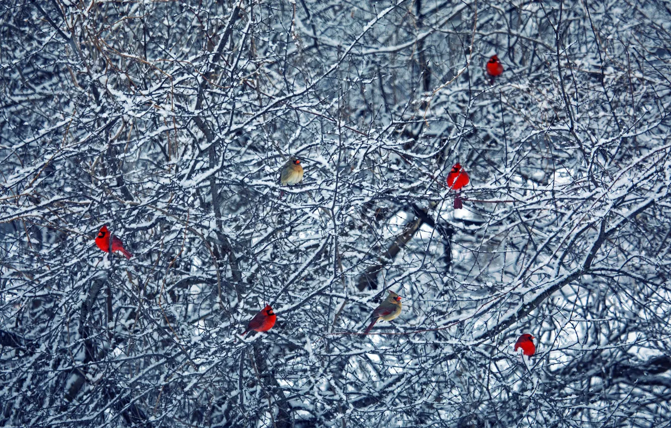 Фото обои зима, птицы, дерево