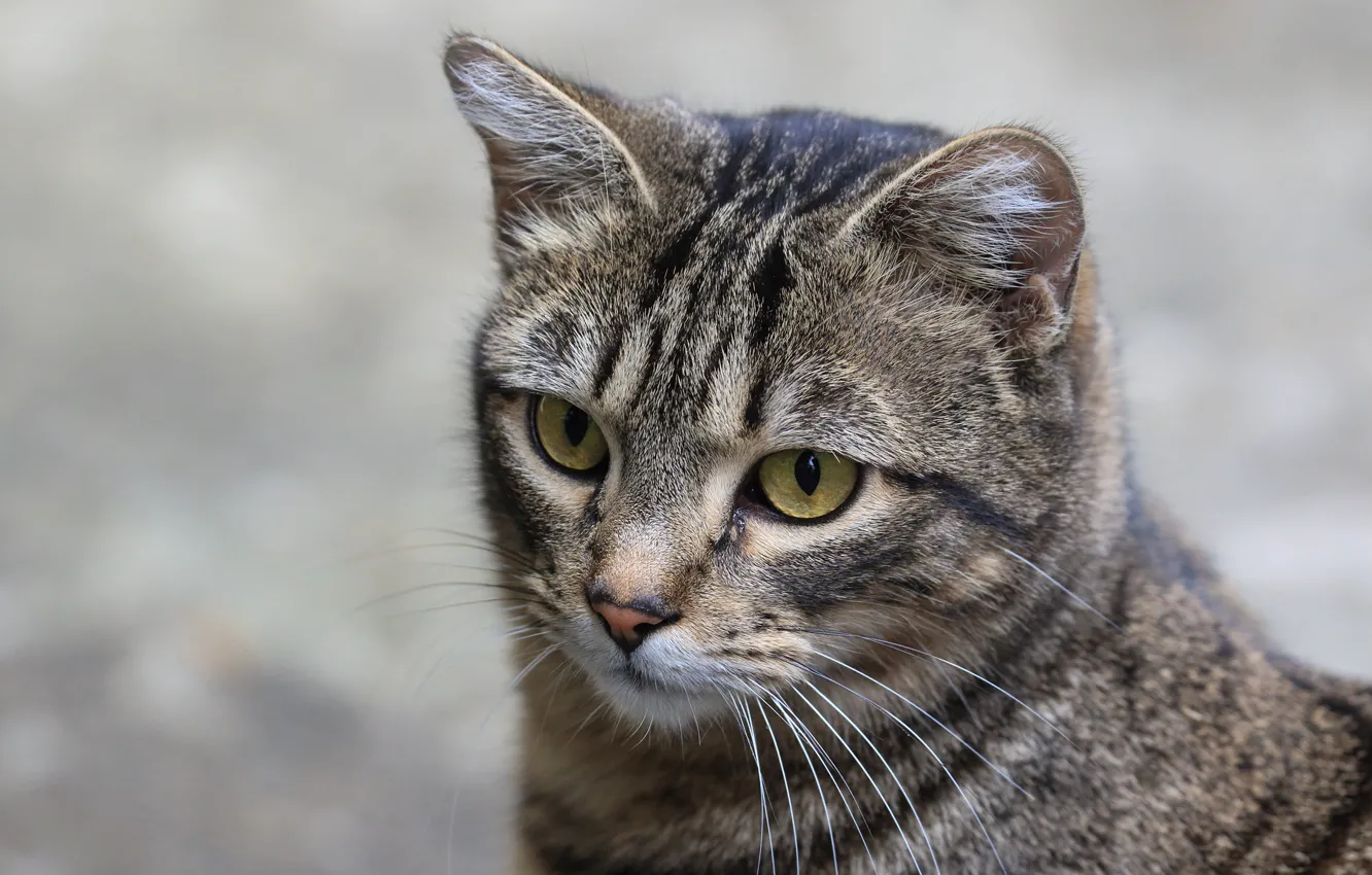 Фото обои кошка, кот, взгляд, морда
