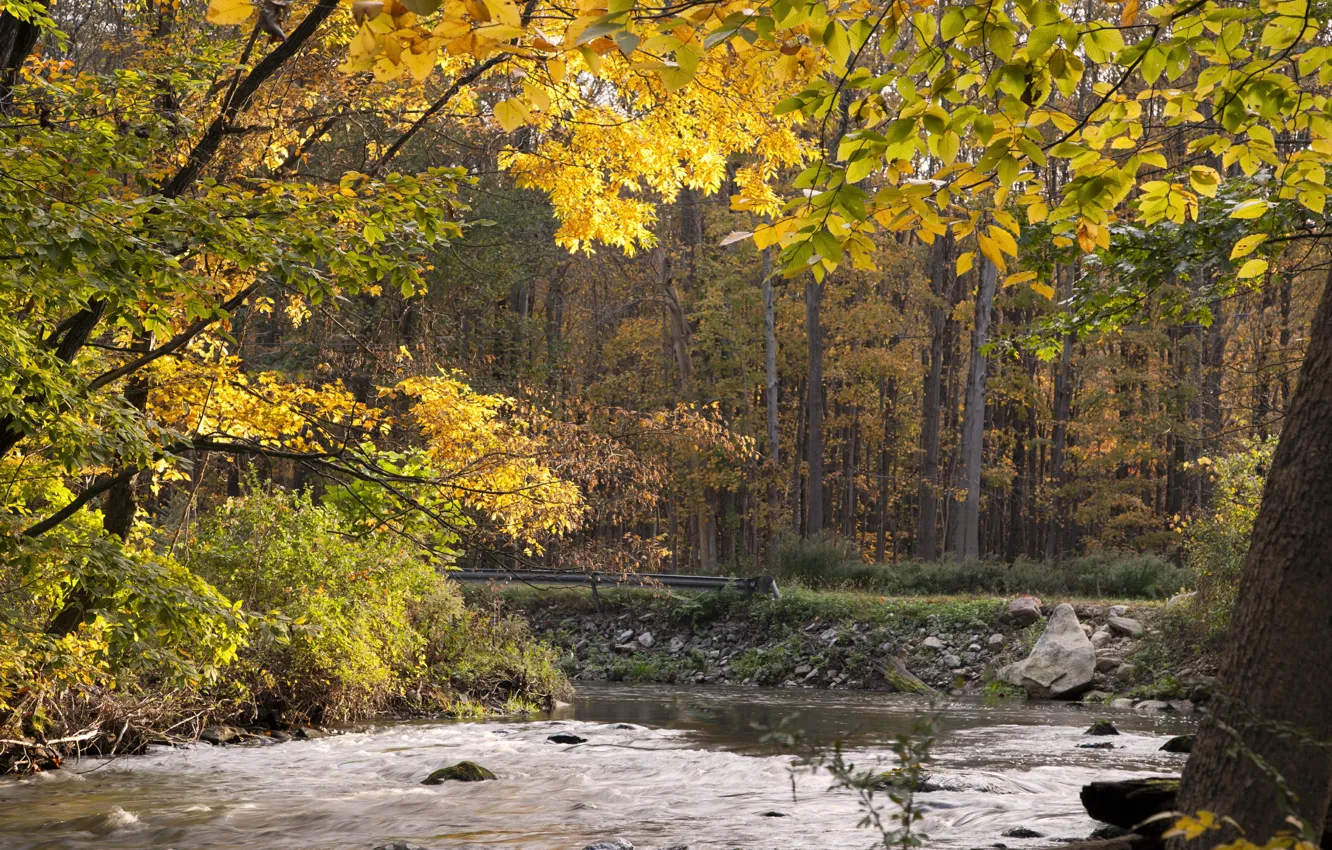 Фото обои осень, лес, вода, деревья, поток, forest, Nature, trees