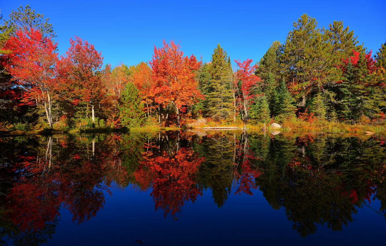 Фото обои осень, лес, небо, деревья, пруд, отражение