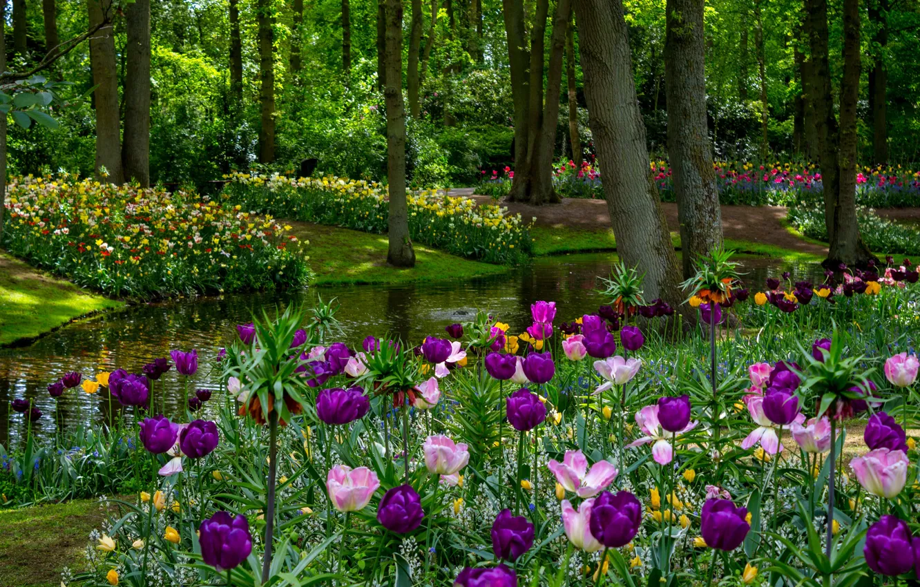 Фото обои зелень, деревья, цветы, пруд, парк, весна, фиолетовые, тюльпаны