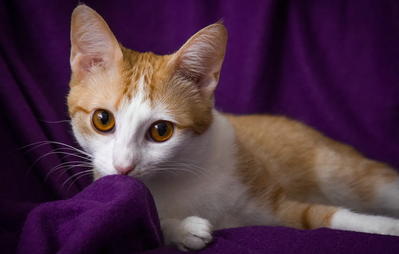 Фото обои кошка, глаза, взгляд, рыжая, фиолетовый фон, обои от lolita777, выразительно, златоглазая