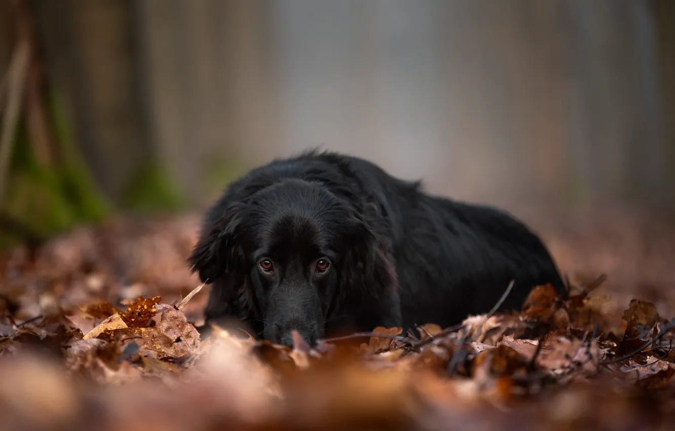Фото обои грусть, осень, взгляд, морда, парк, листва, собака, черная