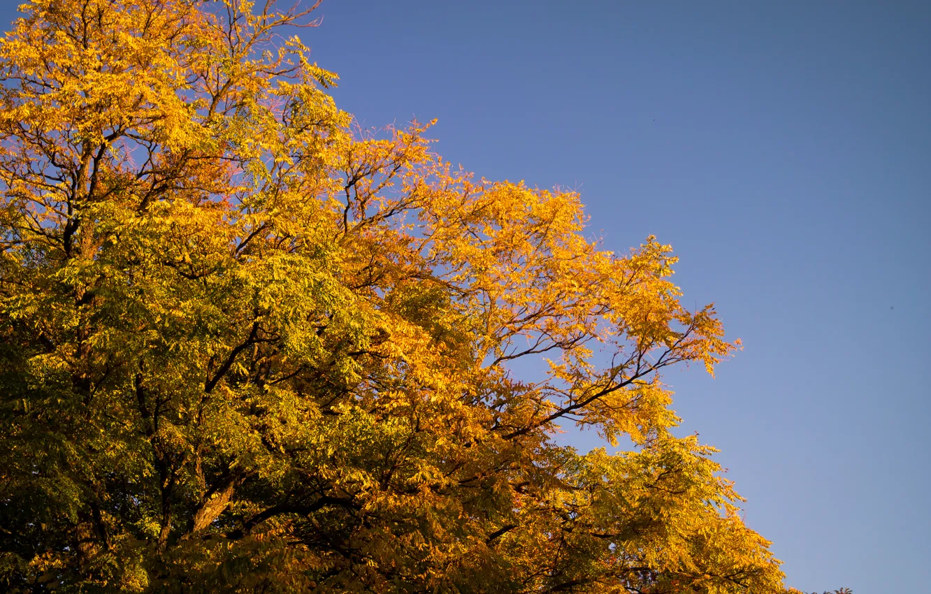 Фото обои Sky, Tree, Autumn, Golden, Leaves