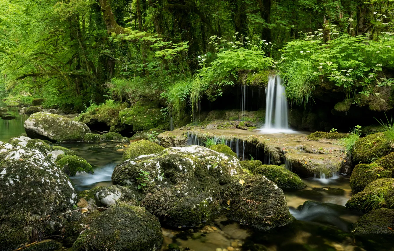 Фото обои зелень, лес, лето, трава, камни, растительность, водопад, поток
