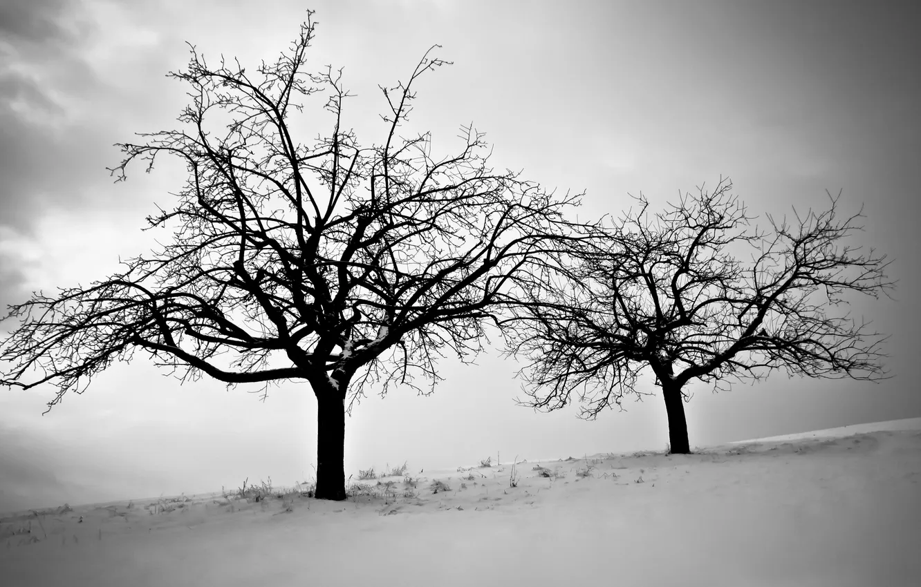 Фото обои холод, зима, небо, снег, деревья, ветви, сумрак, черно-белое