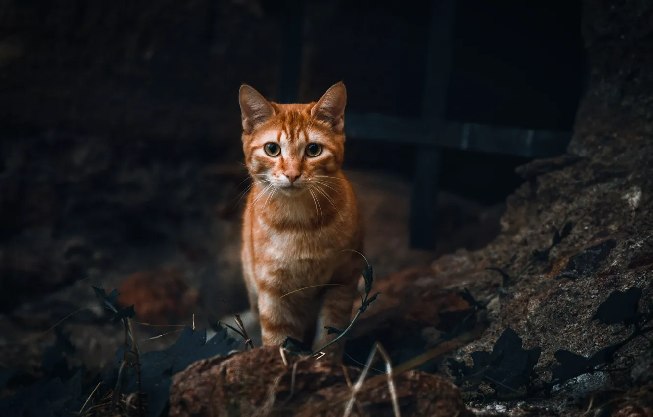 Фото обои cat, kitty, animal, feline