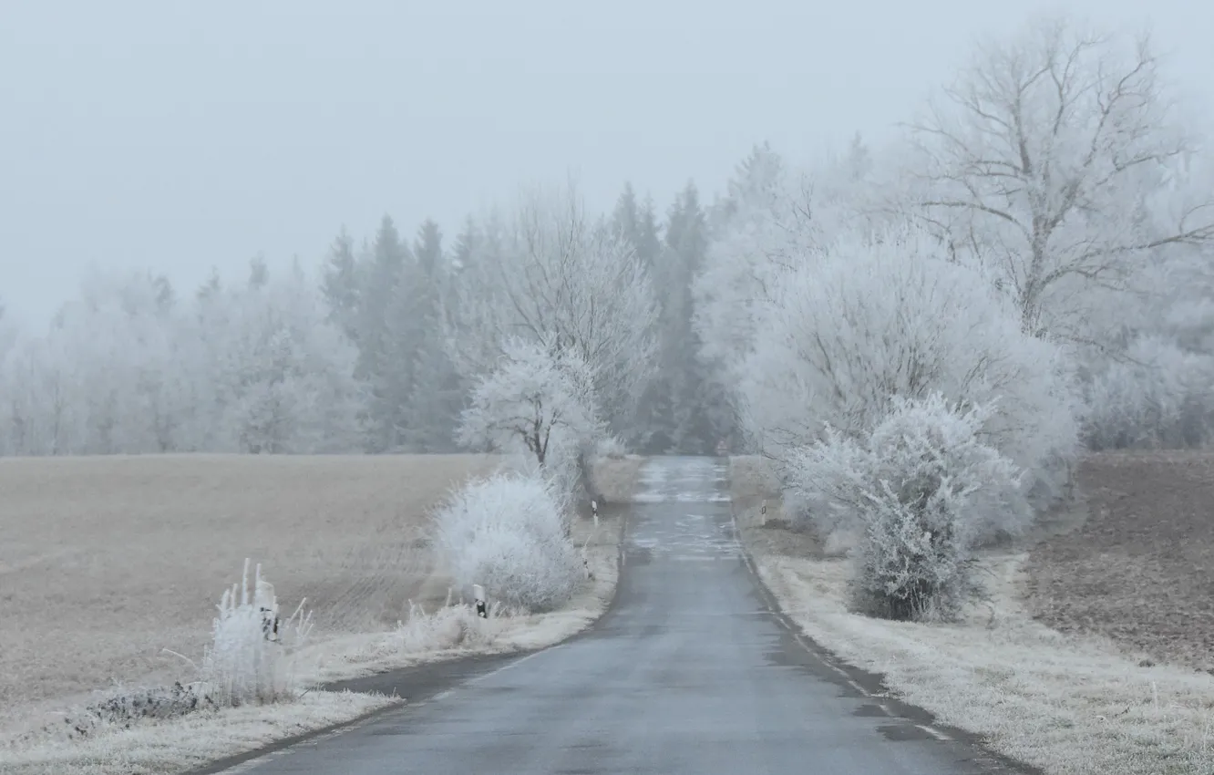 Фото обои misty, road, winter, freeze, countryside, foggy, frost, farmland