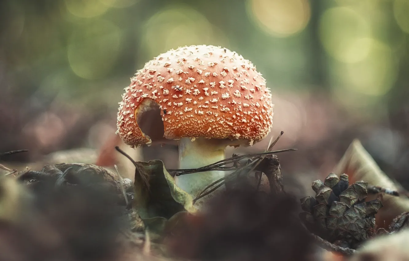 Фото обои осень, природа, гриб, мухомор, шишка, боке, осенние листья