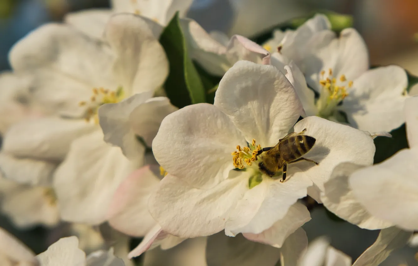 Фото обои макро, пчела, весна, лепестки, насекомое, яблоня, цветение, цветки