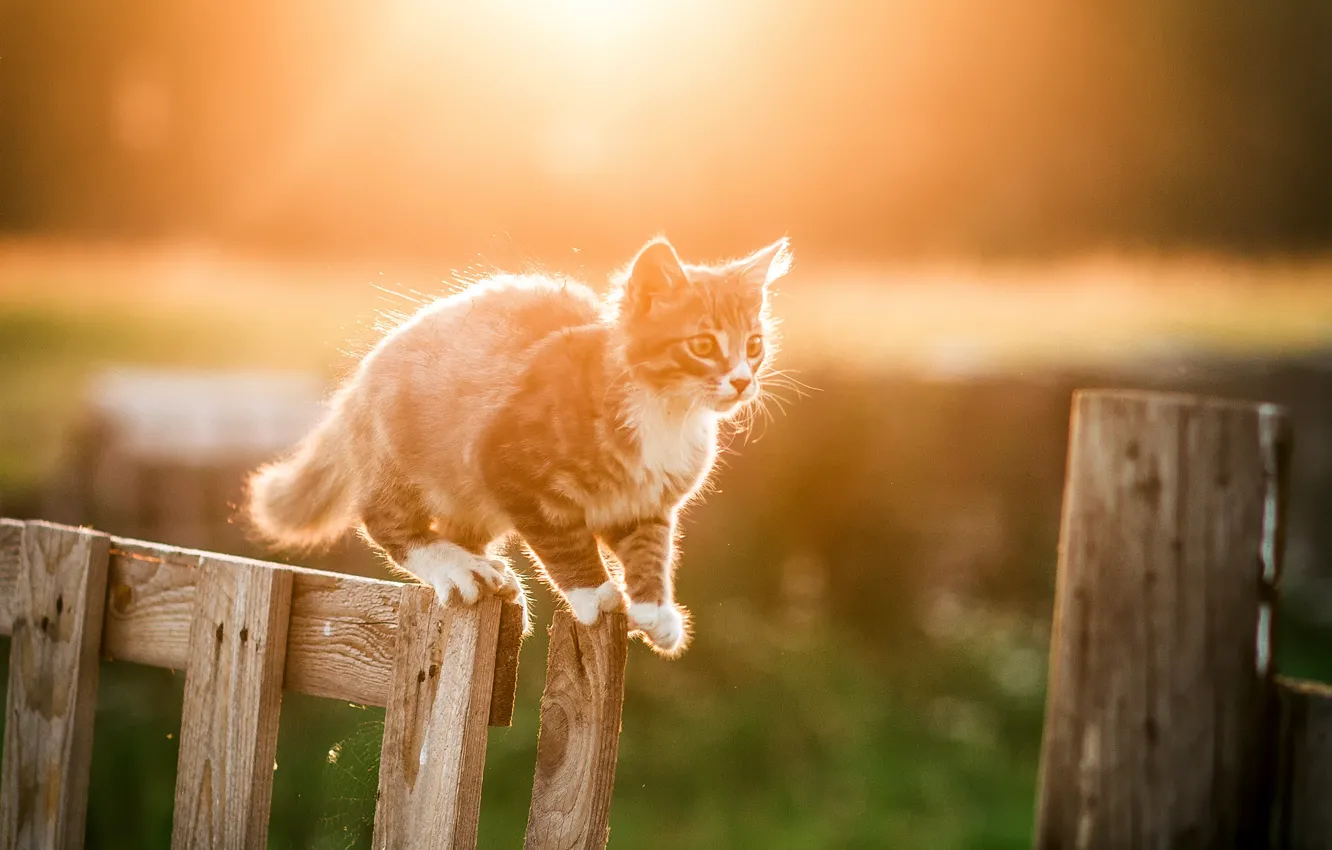 Фото обои белый, солнце, свет, природа, котенок, серый, забор, Кошка