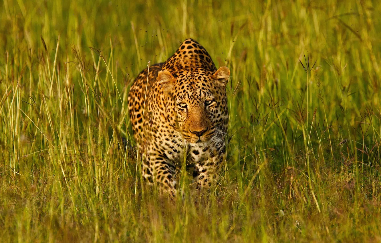 Фото обои трава, морда, свет, хищник, леопард, Африка, маскировка, дикая кошка