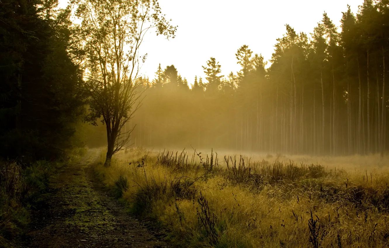 Фото обои лес, пейзаж, туман