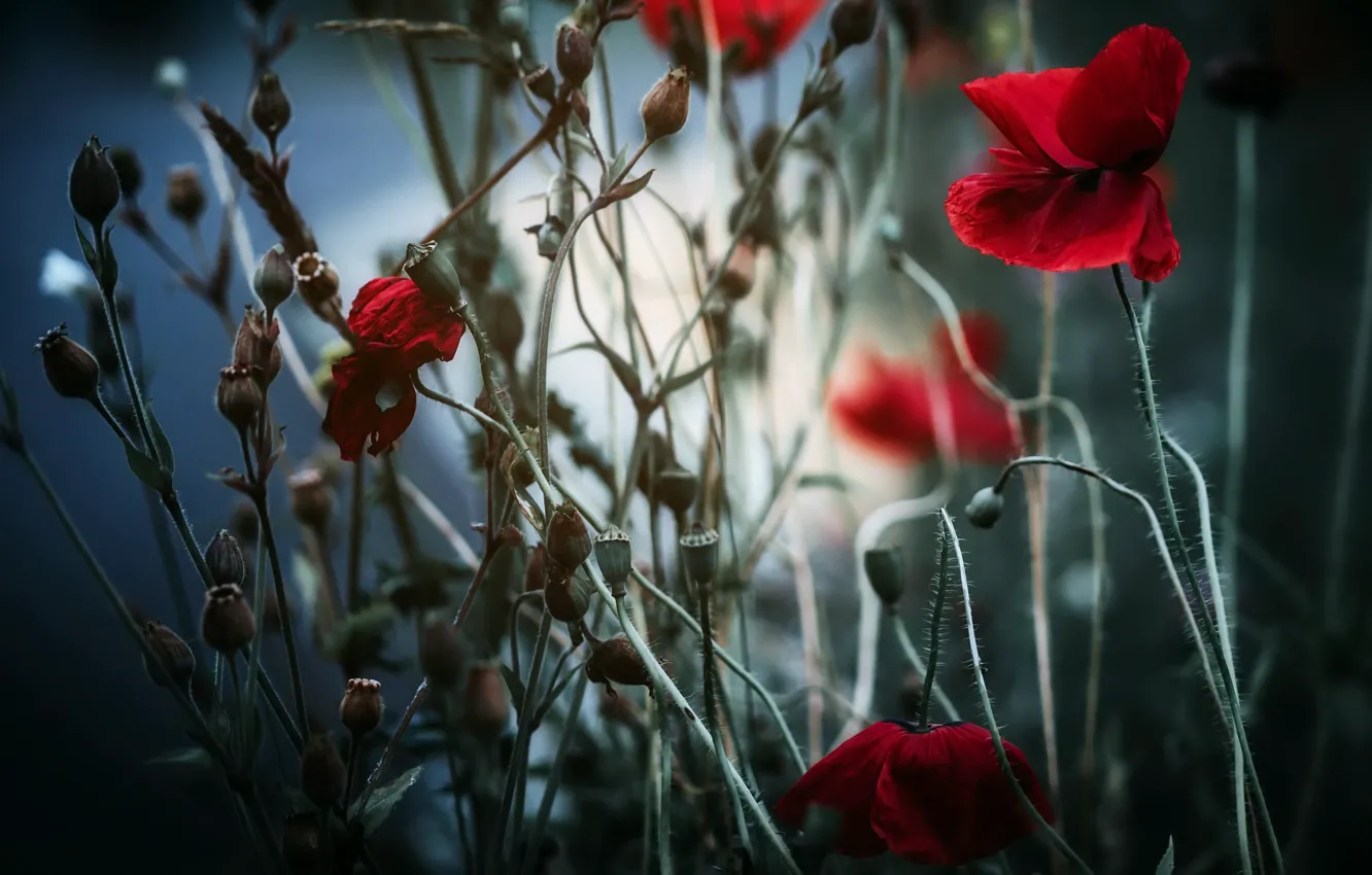 Фото обои природа, фон, маки