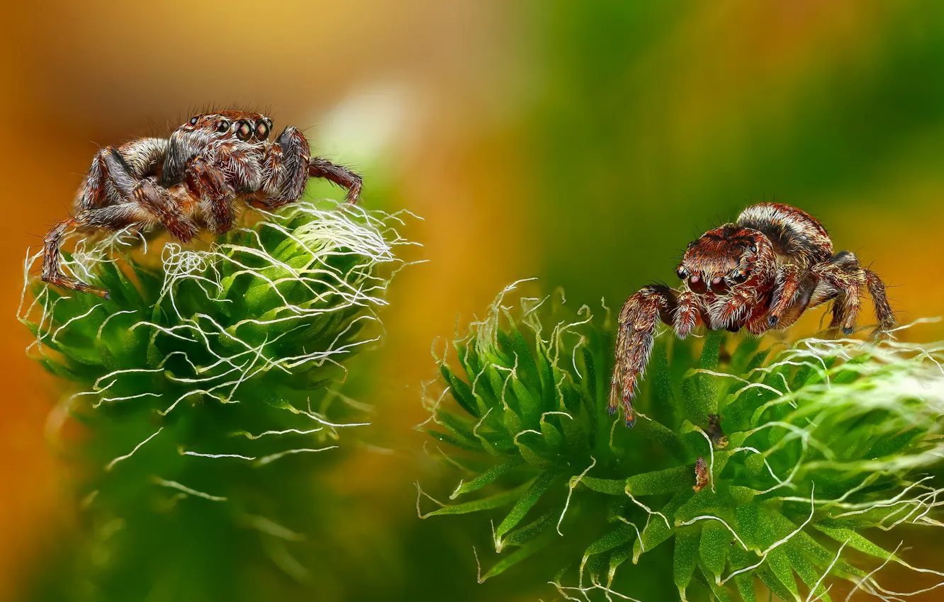 Фото обои зелень, макро, зеленый, фон, пауки, мох, паук, размытие