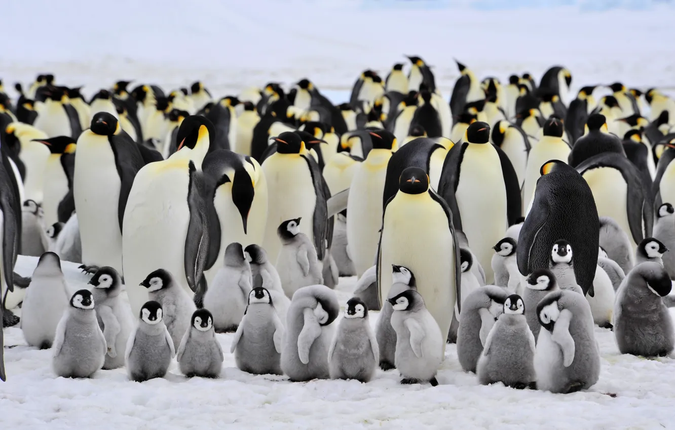 Фото обои пингвины, маленькие, большие, семейство
