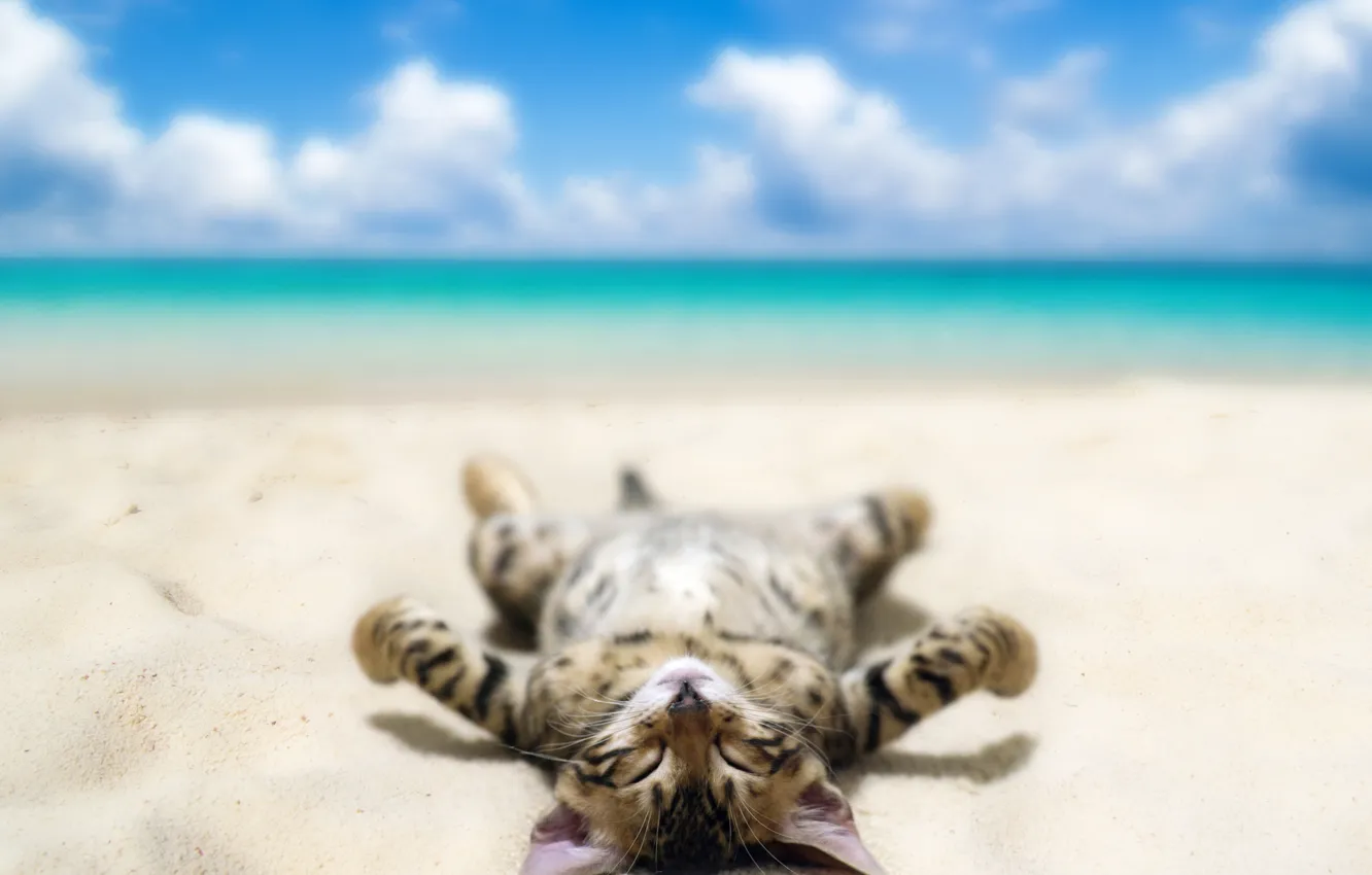 Фото обои песок, море, пляж, небо, кот, облака, юмор, лежит