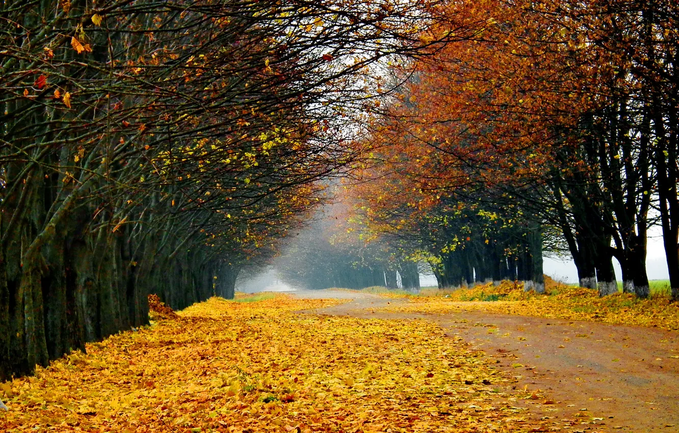Фото обои дорога, осень, лес, деревья, пейзаж, природа, leaves