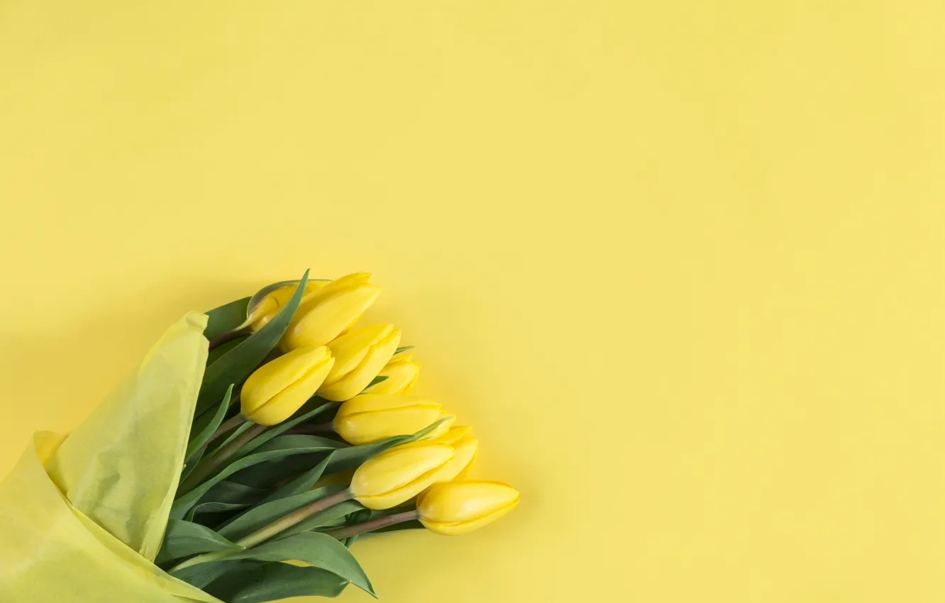 Фото обои цветы, фон, букет, желтые, тюльпаны