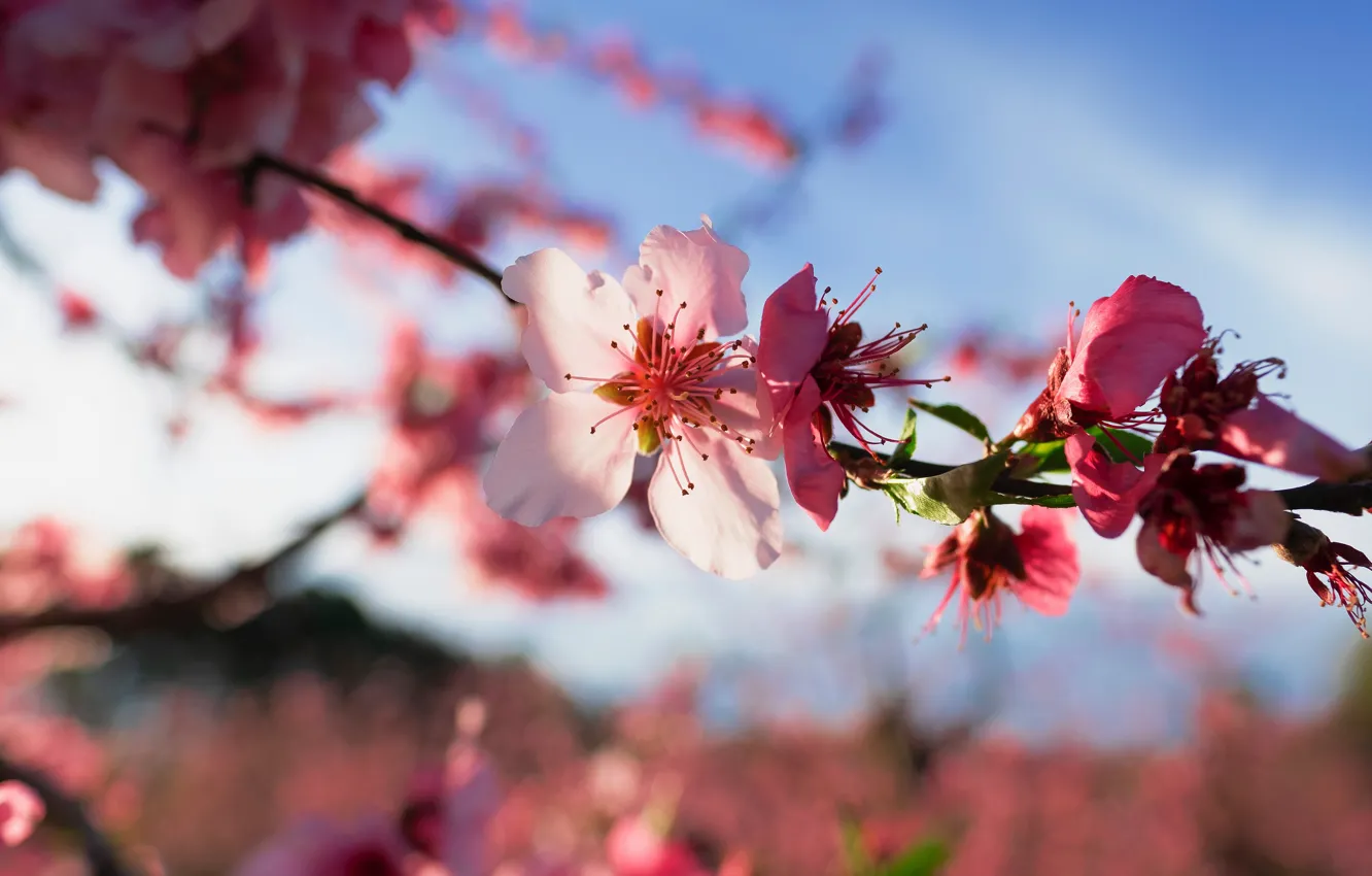 Фото обои цветы, ветка, весна, сакура, розовые, цветение