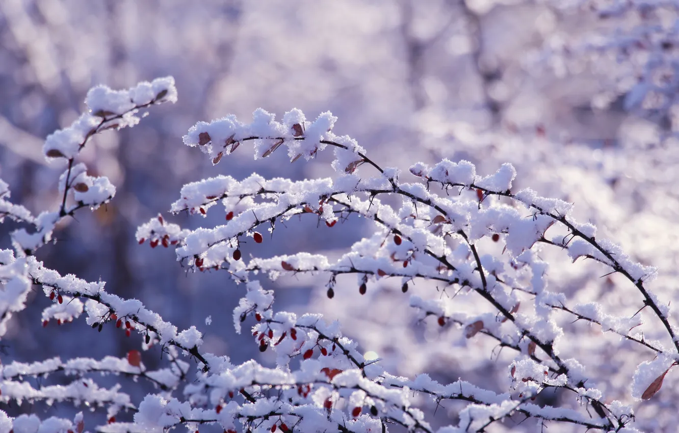 Фото обои park, winter, snow, branches, cold