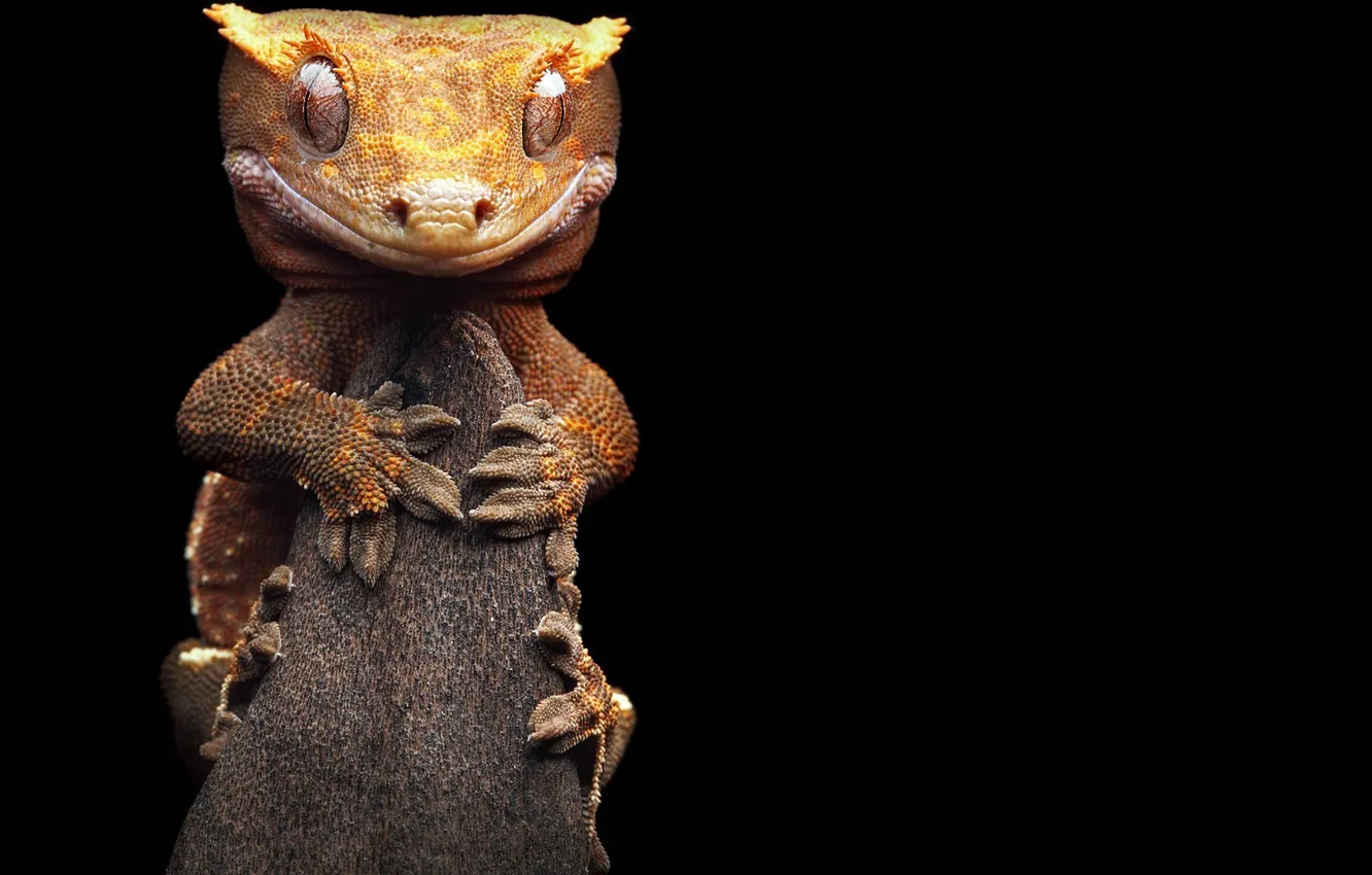 Фото обои ветка, ящер, листохвостый мадагаскарский геккон